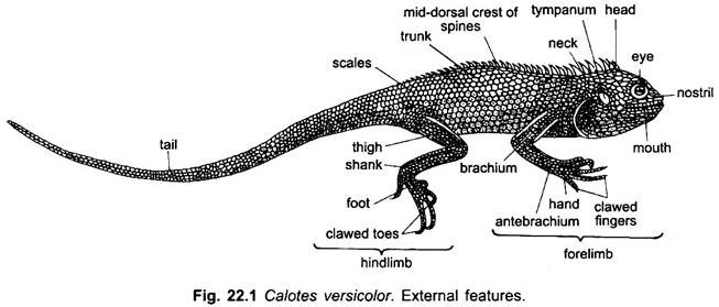 External Morphology of Garden Lizard  With Diagram 