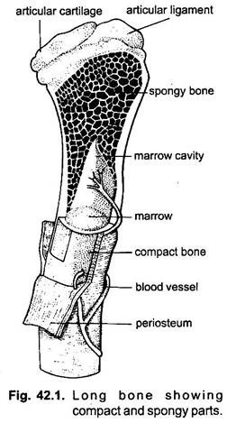 Bone in Vertebrates (With Diagram) | Chordata | Zoology