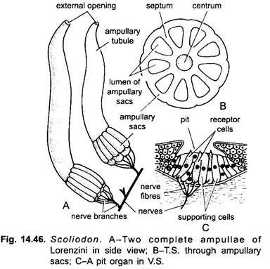 fish reproductive system diagram