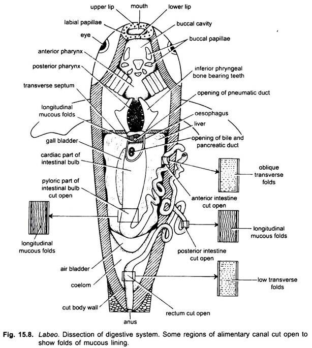 Digestive System of Rohu Fish (With Diagram) | Chordata | Zoology