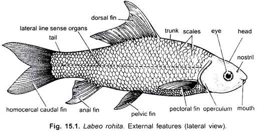 External Morphology of Rohu Fish (With Diagram), Chordata