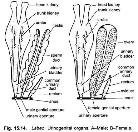 fish reproductive system diagram