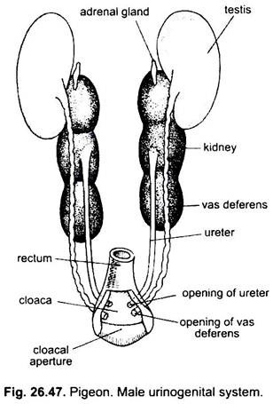 Biology] Draw a diagram of a human excretory system & label the parts