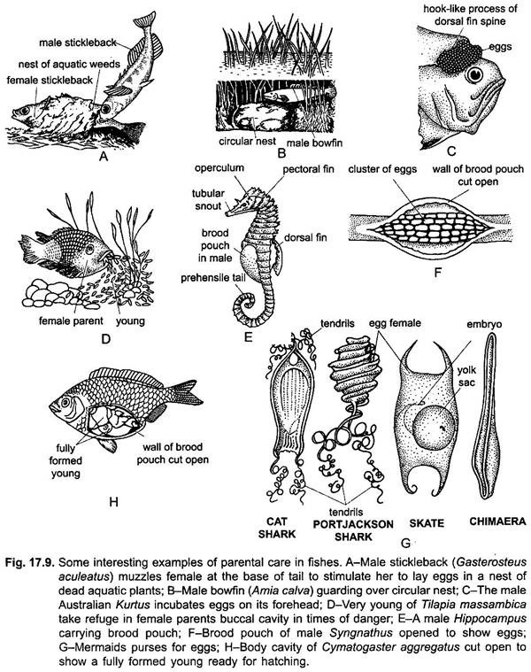 Parental Care in Fishes (With Diagram) | Vertebrates | Chordata | Zoology