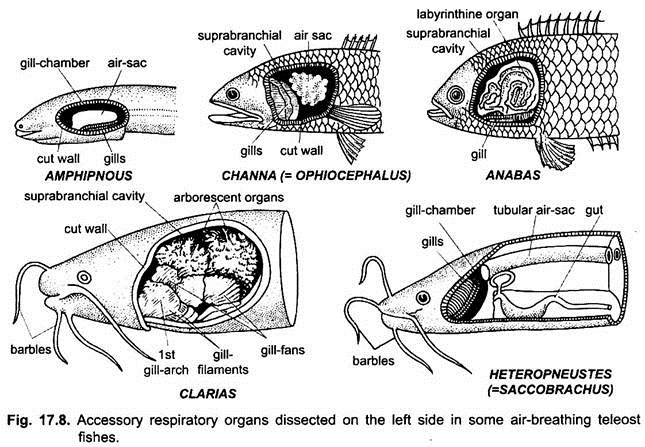Accessory Respiratory Organs of Fishes (With Diagram) | Chordata | Zoology