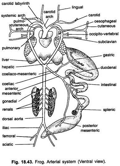 Arterial System Of Frog With Diagram Vertebrates Chordata