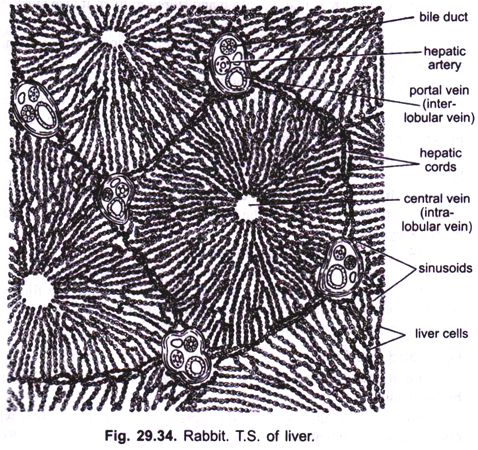 T.S. of Liver