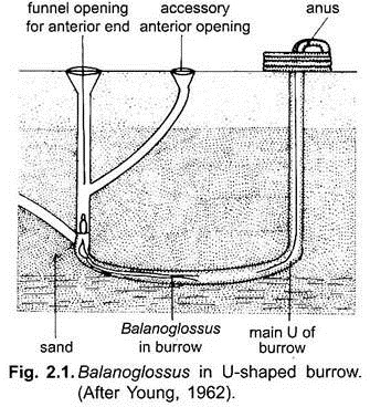 Balanoglossus in U-Shaped Burrow