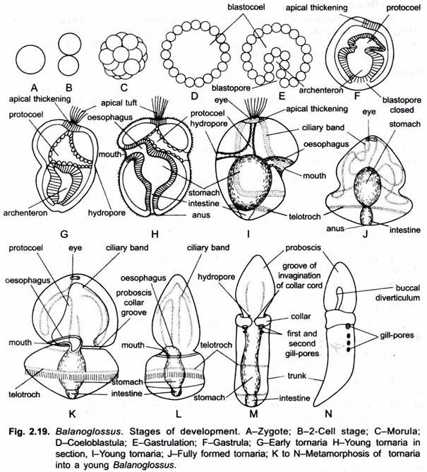 Stages of Development