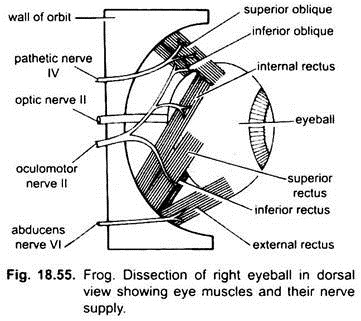 Dissection of Right Eyeball in Dorsal View