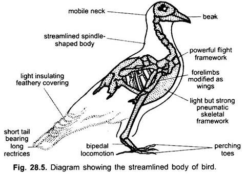 Diagram Showing the Streamlined Body of Bird