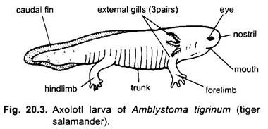 Axoloti Larva of Amblystoma Tigrinum