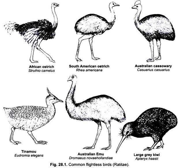 Common Flightless Birds