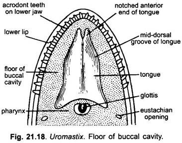 Floor of Buccal Cavity