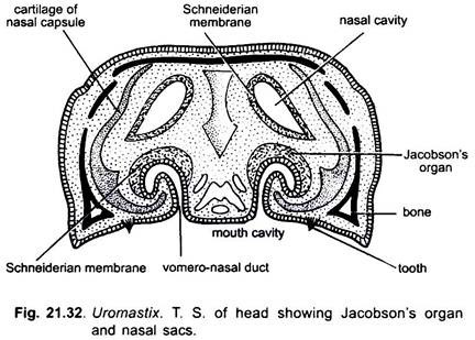 T.S. of Head