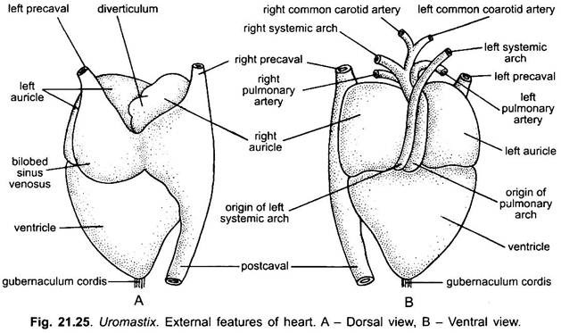 External Features of Heart