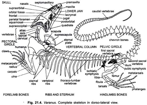 Complete Skeleton in Dorso-Lateral View