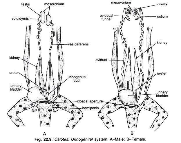 Urinogenital System