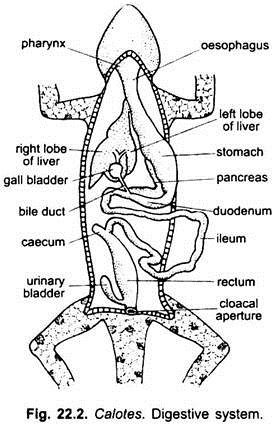 Digestive System