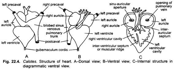 Structure of Heart