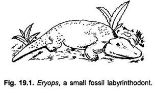Eryops, a Small Fossil Labyrinthodont