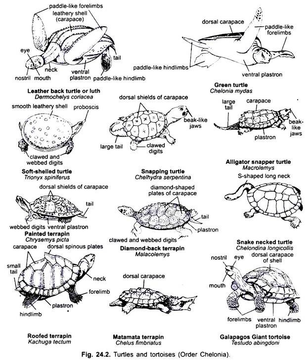 Turtles and Tortoises