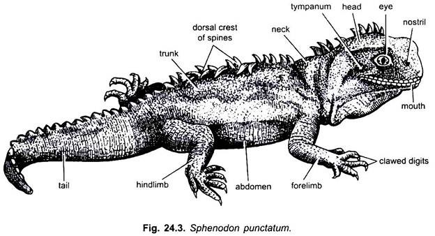 Sphenodon Punctatum