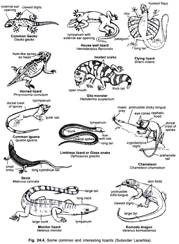 Some Common and Interesting Lizards