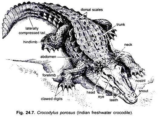 Crocodylus Porosus