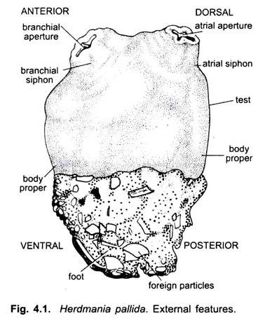 External Features