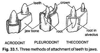 Three Methods of Attachment of Teeth to Jaws