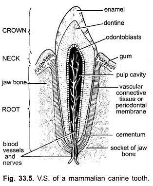 V.S. of a Mammalian Canine Tooth