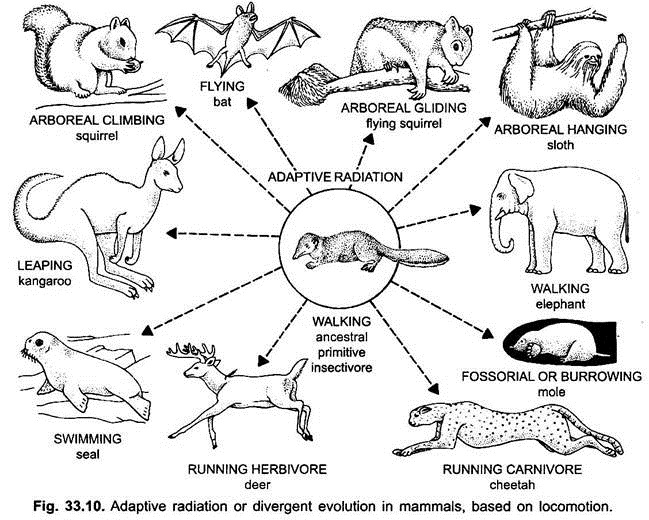 Adaptive Radiation or Divergent Evolution