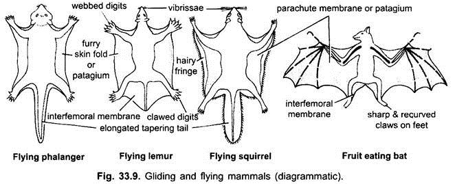 Gliding and Flying Mammals