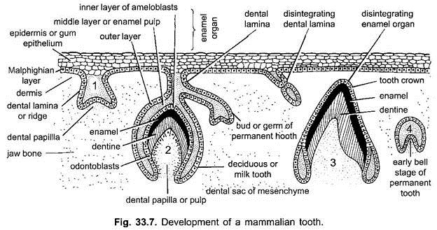 Development of a Mammalian Tooth