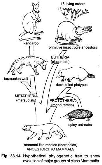 Hypothetical Phylogenetic Tree