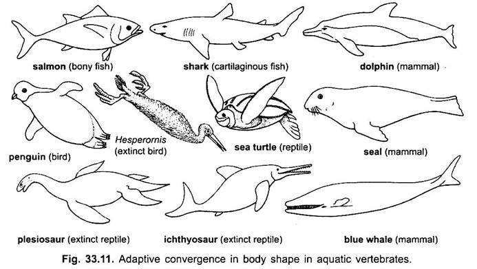 Adaptive Convergence in Body Shape in Aquatic Vertebrates