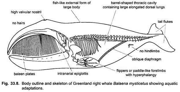 Body Outline and Skeleton of Greenland Right Whale