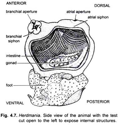 Side View of the Animal