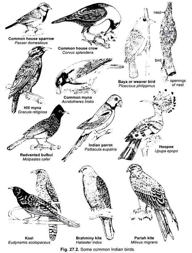 Some Common Indian Birds