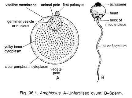 Unfertilised Ovum and Sperm