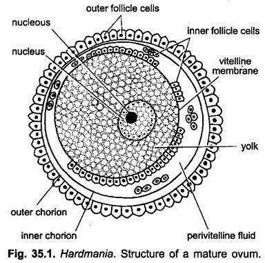 Structure of a Mature Ovum