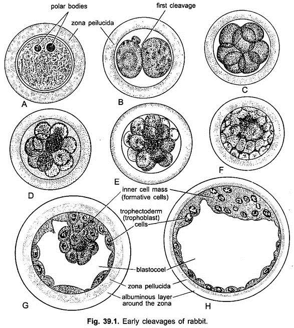 Early Cleavages of Rabbit