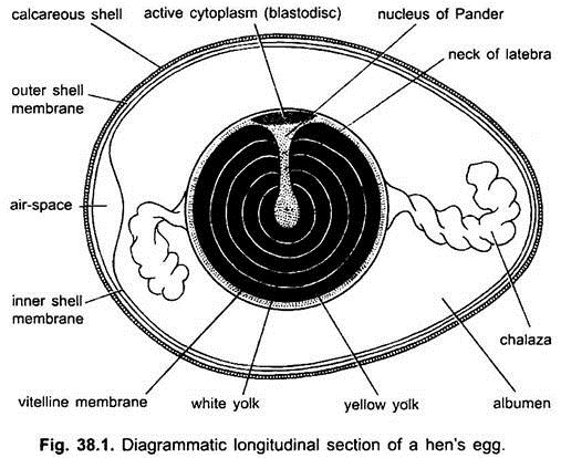 Diagrammatic Longitudinal Section of Hen's Egg