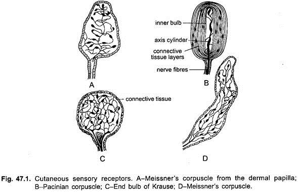 Cutaneous Sensory Receptors