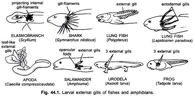 Larval External Gills of Fishes and Amphibians