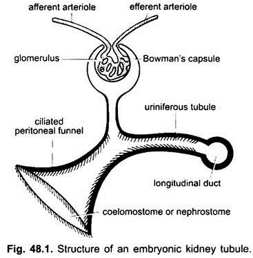Structure of an Embryonic Kidney Tubule