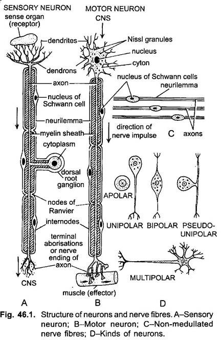 Structure of Neurons and Nerve Fibres