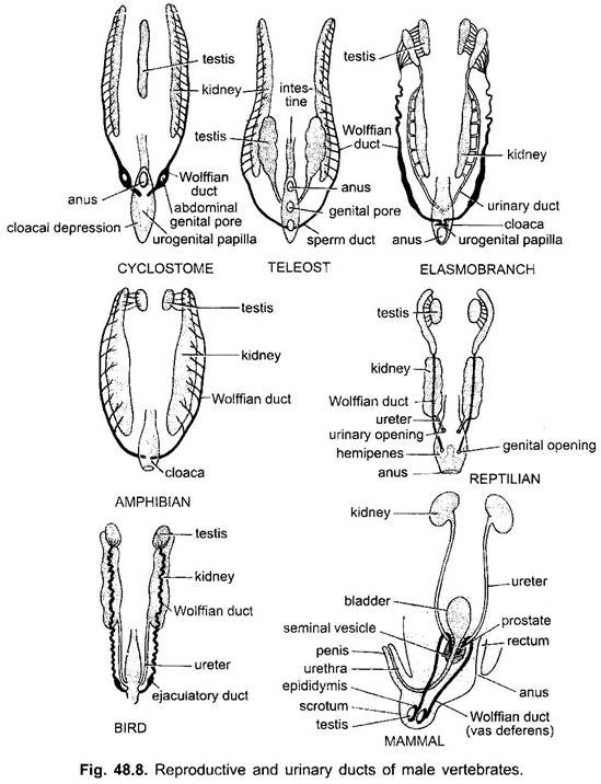 Reproductive and Urinary Ducts of Male Vertebrates