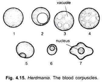 Blood Corpuscles